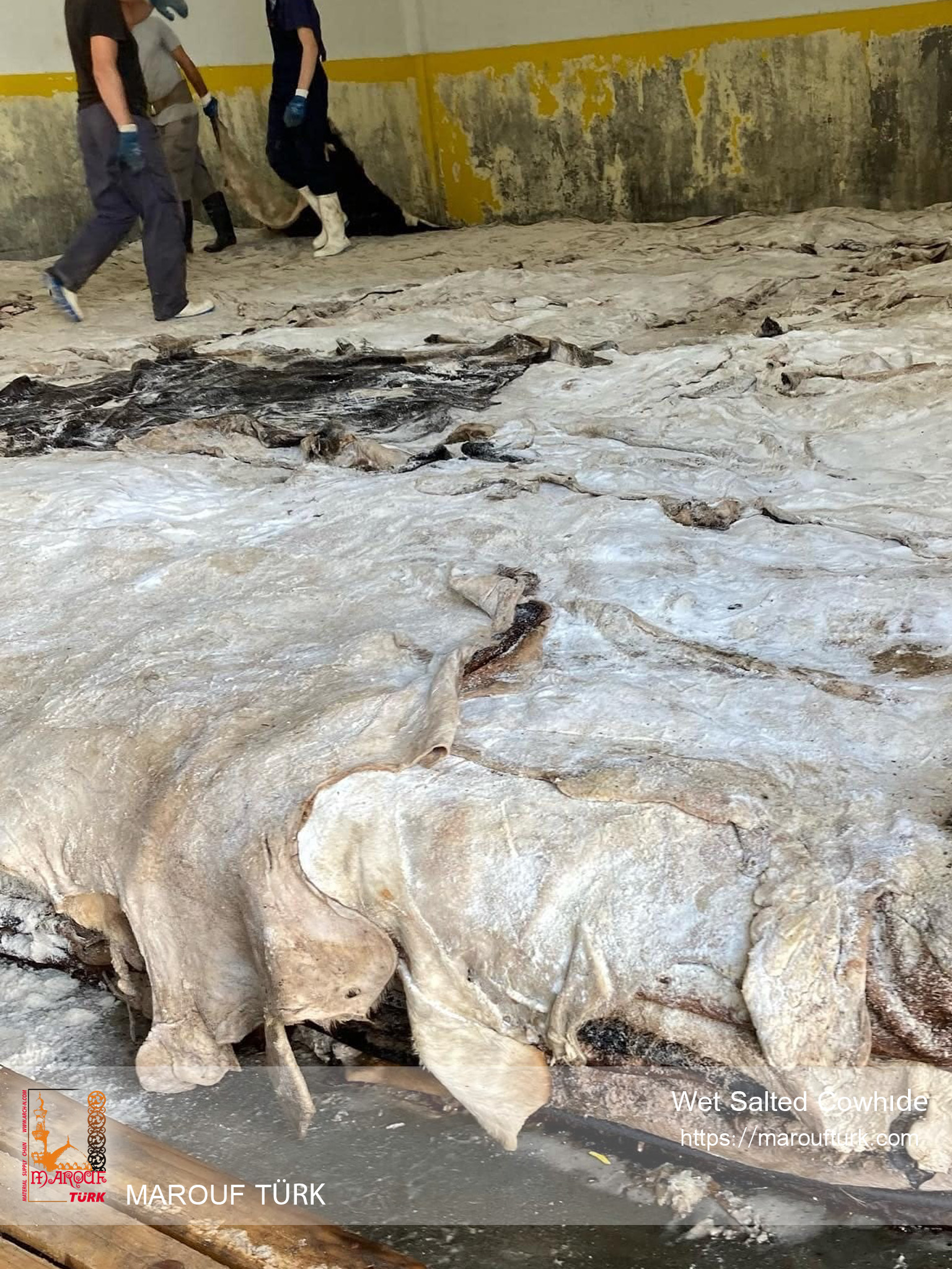 Wet salted cowhide surfaces in the original catalog
