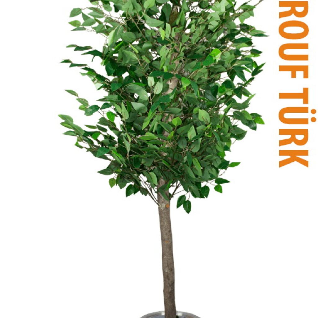 Artificial Greenery - Marouf Türk