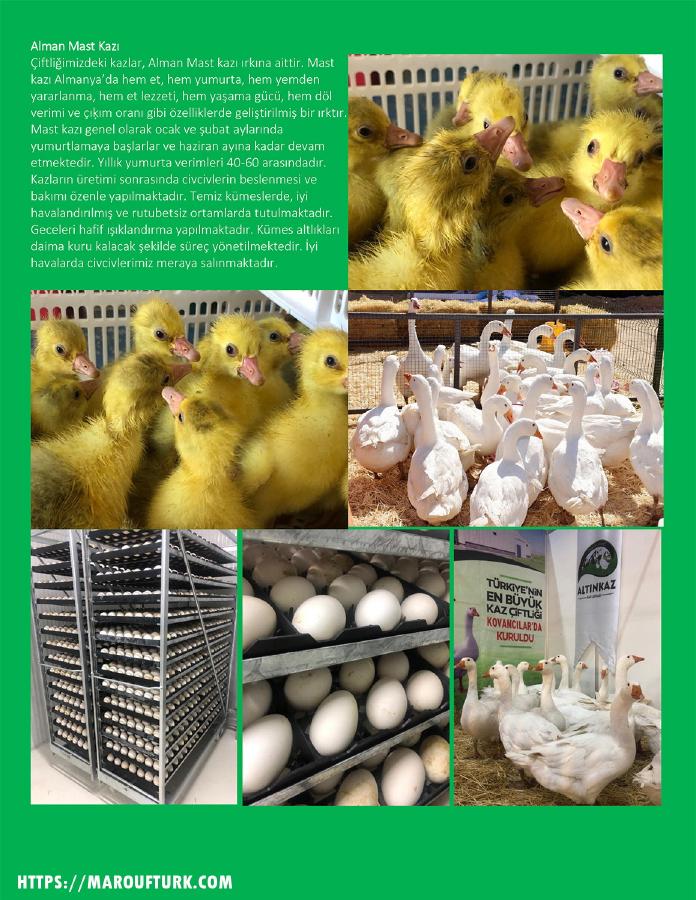 Altınkaz goslings, breeding geese and eggs