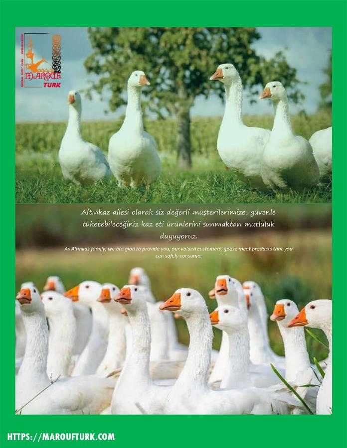 Altınkaz flock of white geese at the Turkish farm